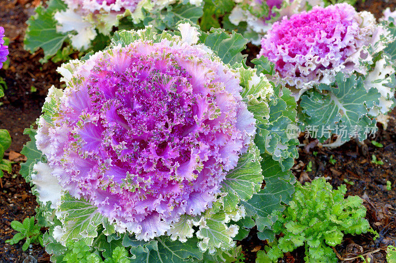 甘蓝(Brassica Oleracea) /观赏白菜/观赏甘蓝